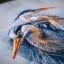 Gran Garzas azul