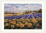 Fields of Lavender and Sun