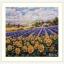 Fields of Lavender and Sun