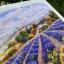 Fields of Lavender and Sun
