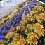 Fields of Lavender and Sun