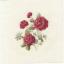 Las Rosas