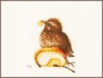 Young Blackbird