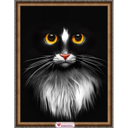 Black Cat