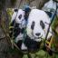 Almohada: Panda