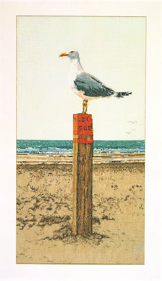 Seagull