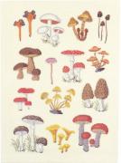 Wild Mushrooms