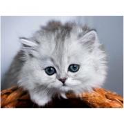 Little Fluffy