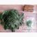 Hilo de seda - Pine