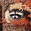 Racoon in the Tree