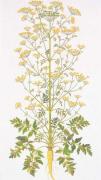 Parsnip / Chirivía