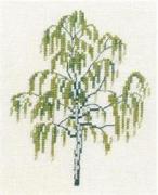 Birch