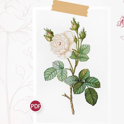 White Rose