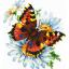 Butterfly and daisies