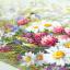 Daisies and Clover