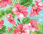 Hibiscus Paradise