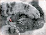 Lindo gatito