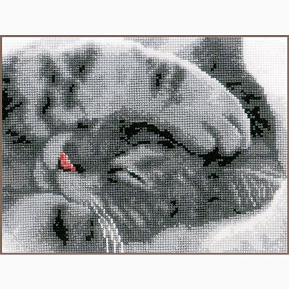Lindo gatito