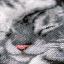 Lindo gatito