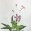 Tarjeta de felicitaciones plantable - Floral Mom