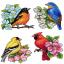 Aves