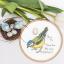 Little Blue Tit