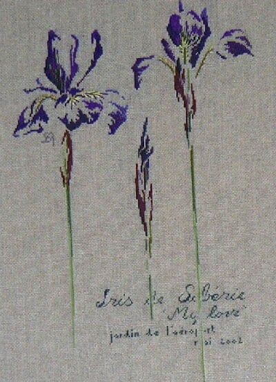 Iris Sibirica \"My Love\"
