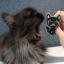 Broche - Gato negro