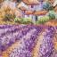 Campos de lavanda