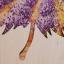Campos de lavanda