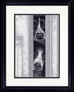 Cachorros mirando