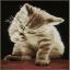 Gatito