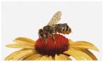 Bee on Yellow Echinacea