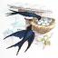 Nido de golondrina