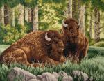 Bisonte