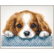 Cachorro
