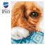 Cachorro