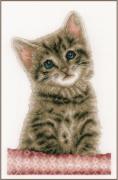 Gato