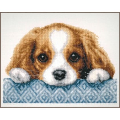 Cachorro