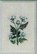 Sweet Chervil
