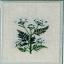 Sweet Chervil