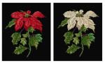 Poinsetia - Aida Negra