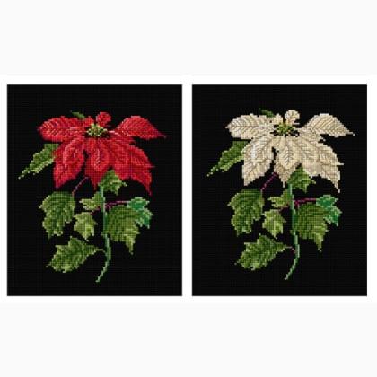 Poinsetia - Aida Negra
