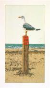Seagull - Aida
