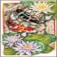 Baile del koi