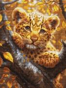 Leopard Cub at Sunrise 