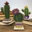 Cactus redondo