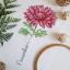 November - Chrysanthemum