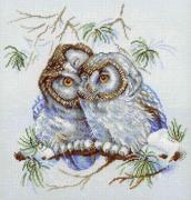 Little Owls
