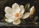 The Magnolia Dew